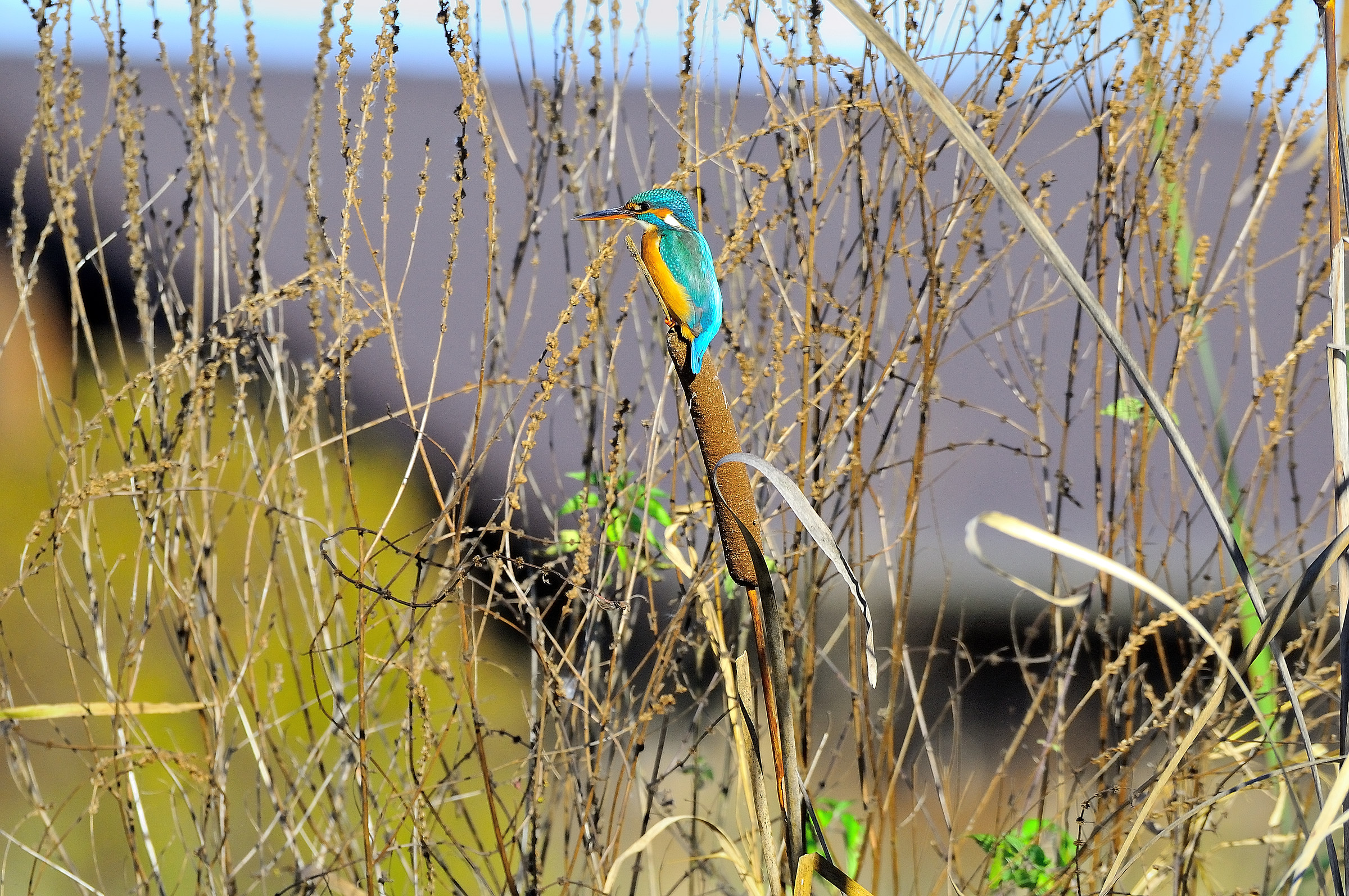 centro cicogne e anatidi racconigi