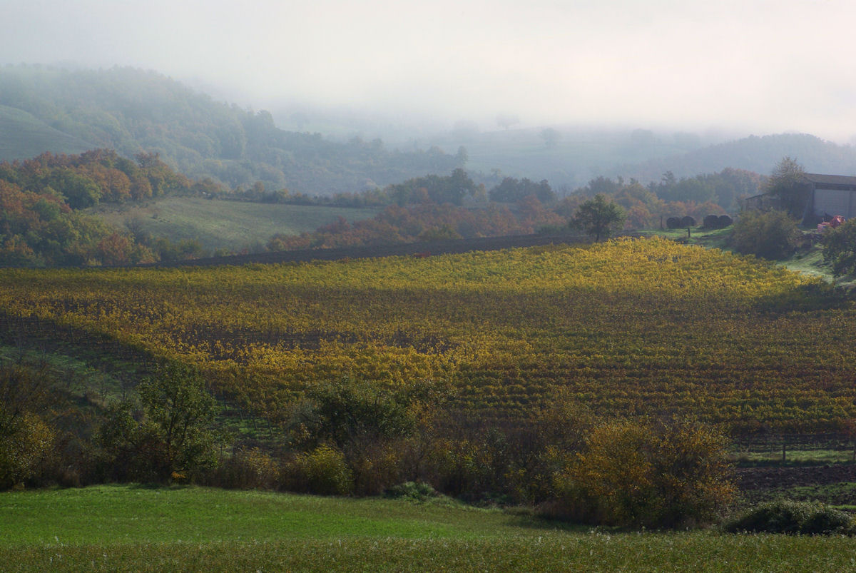 Nebbia in alta collina