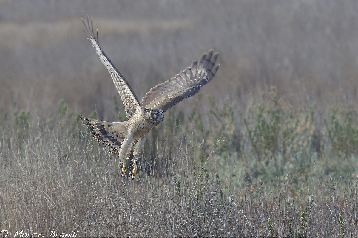 Albanella reale femmina