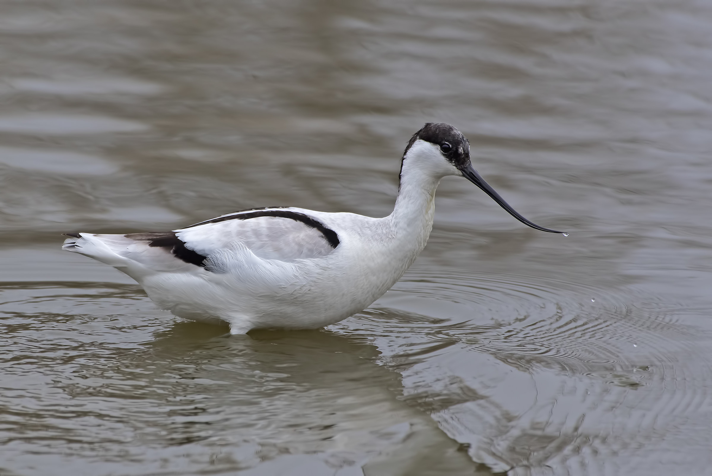 Avocetta!