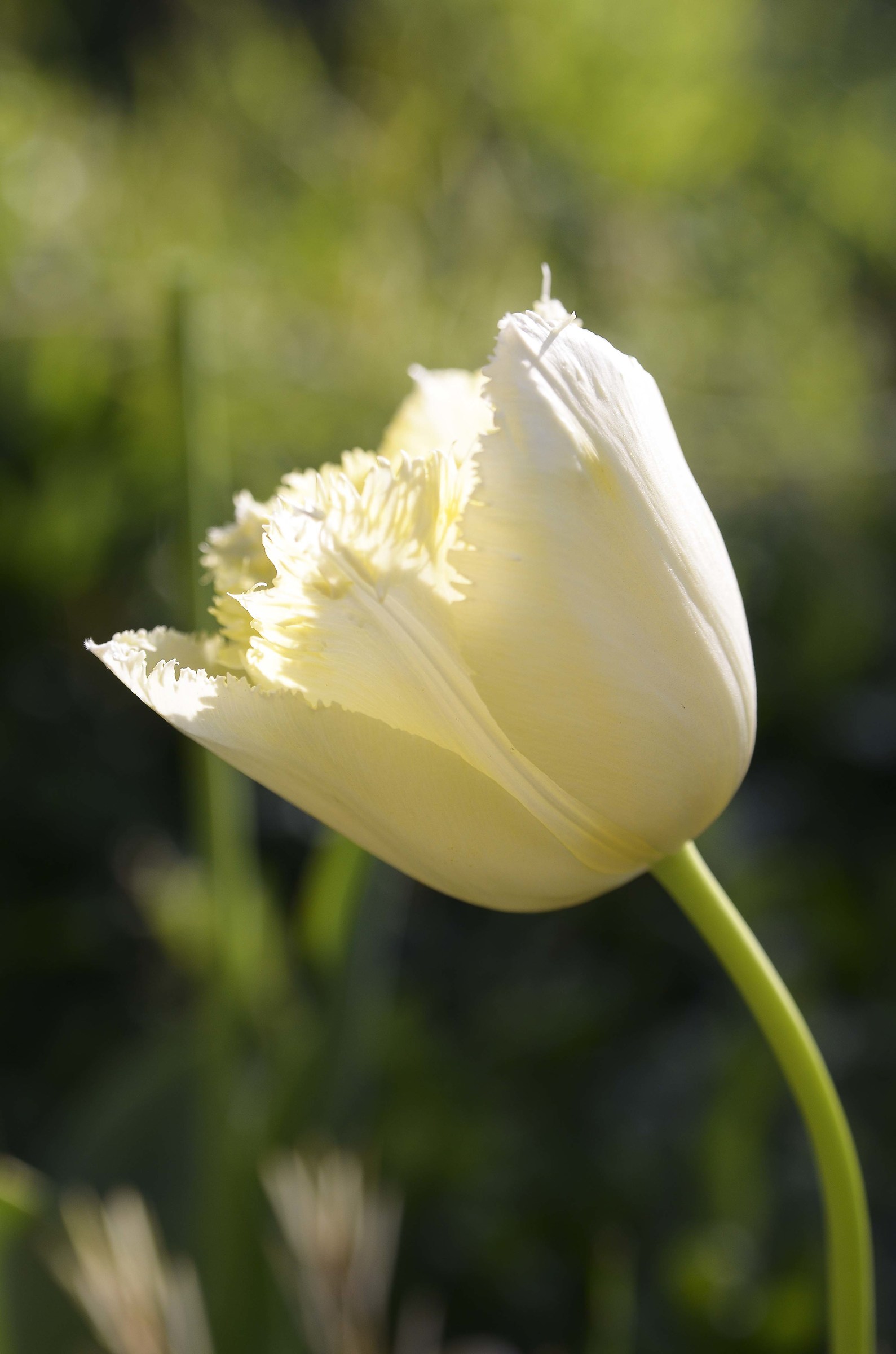 Tulip