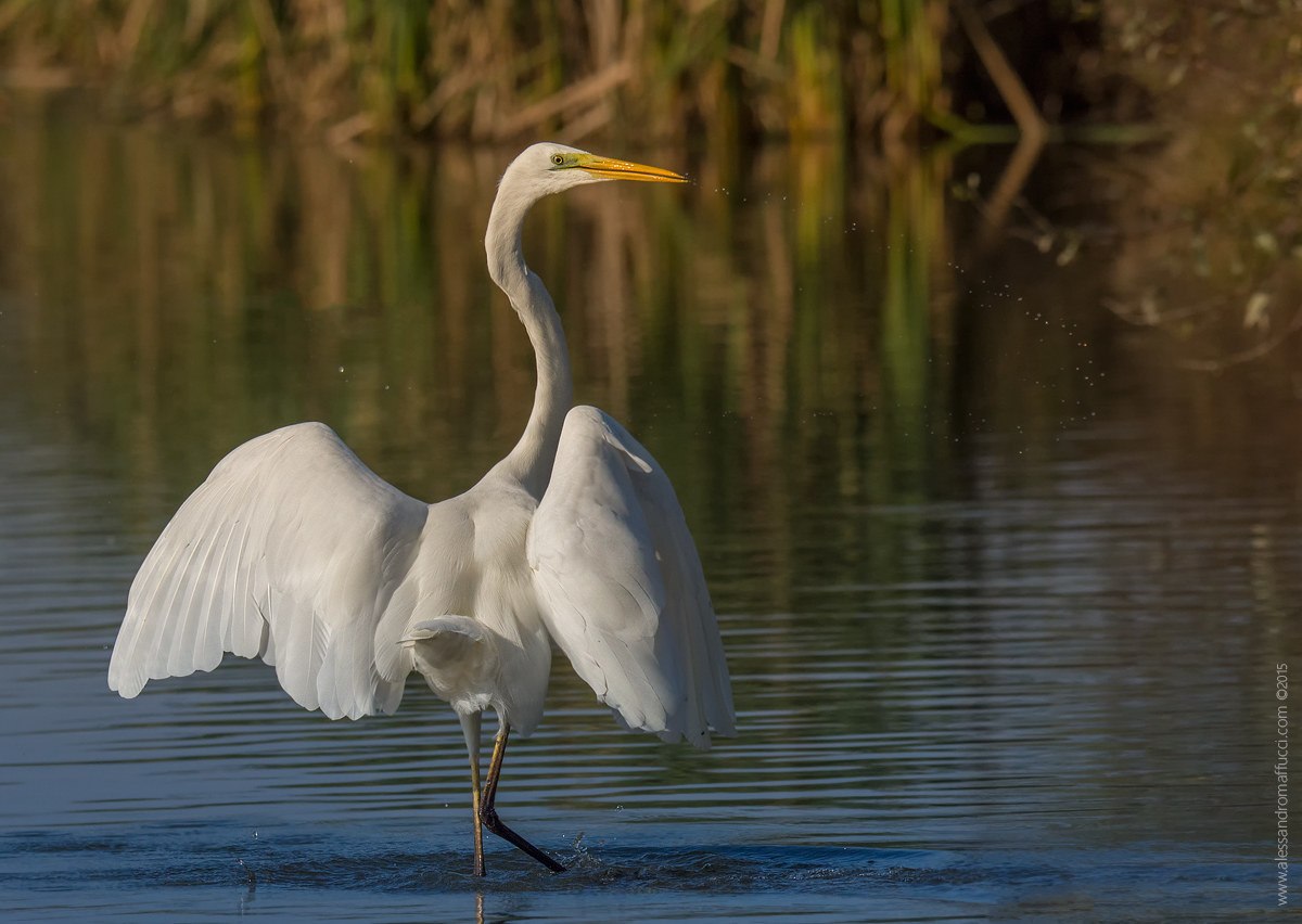 l 'elegance of white ...