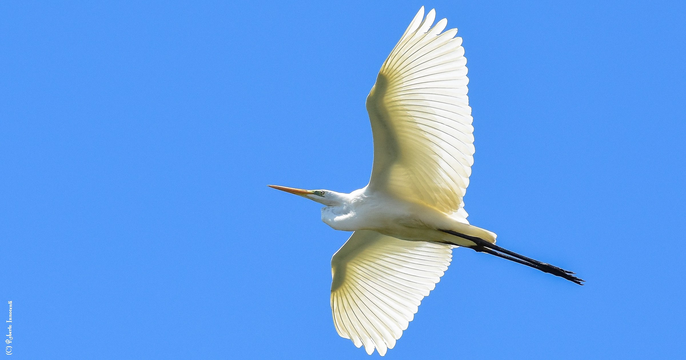 Great Egret (Oasis of the nerve)