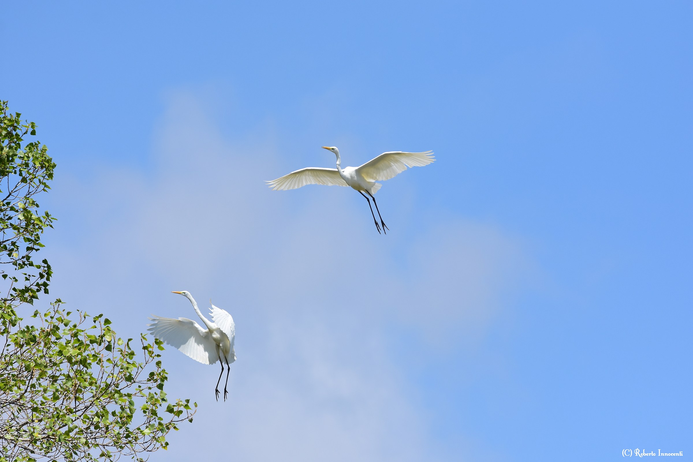 Di passaggio(oasi del Nervia)