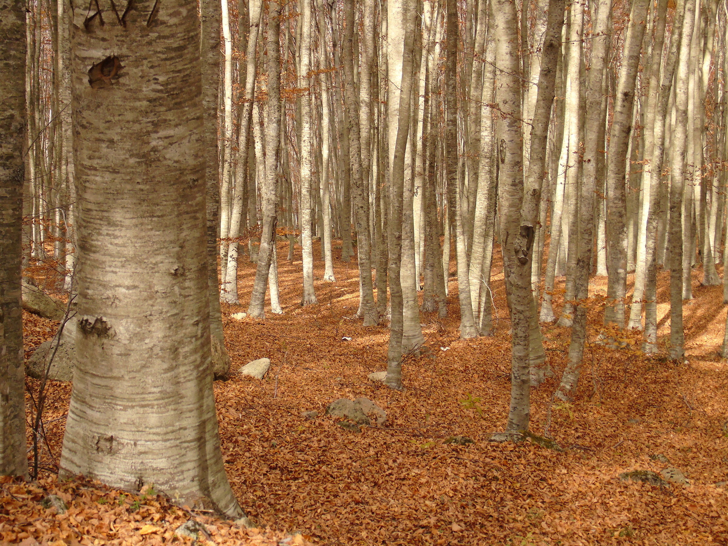 autumn mountain amiata