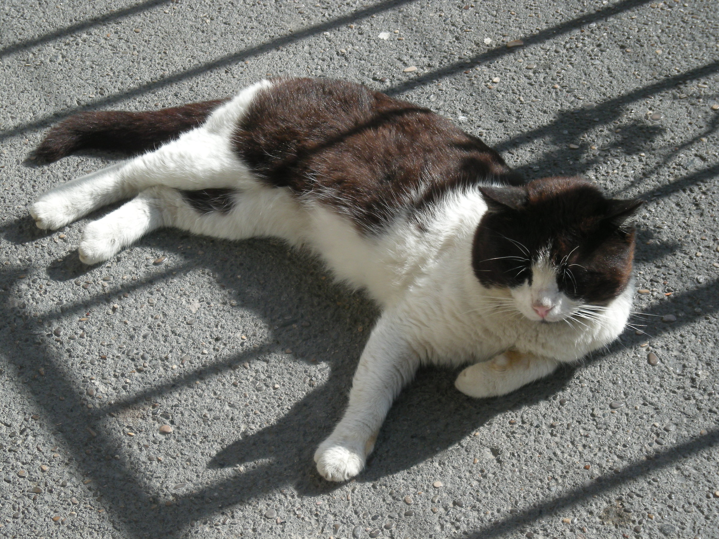 The nap of sarchiapone, cat glutton