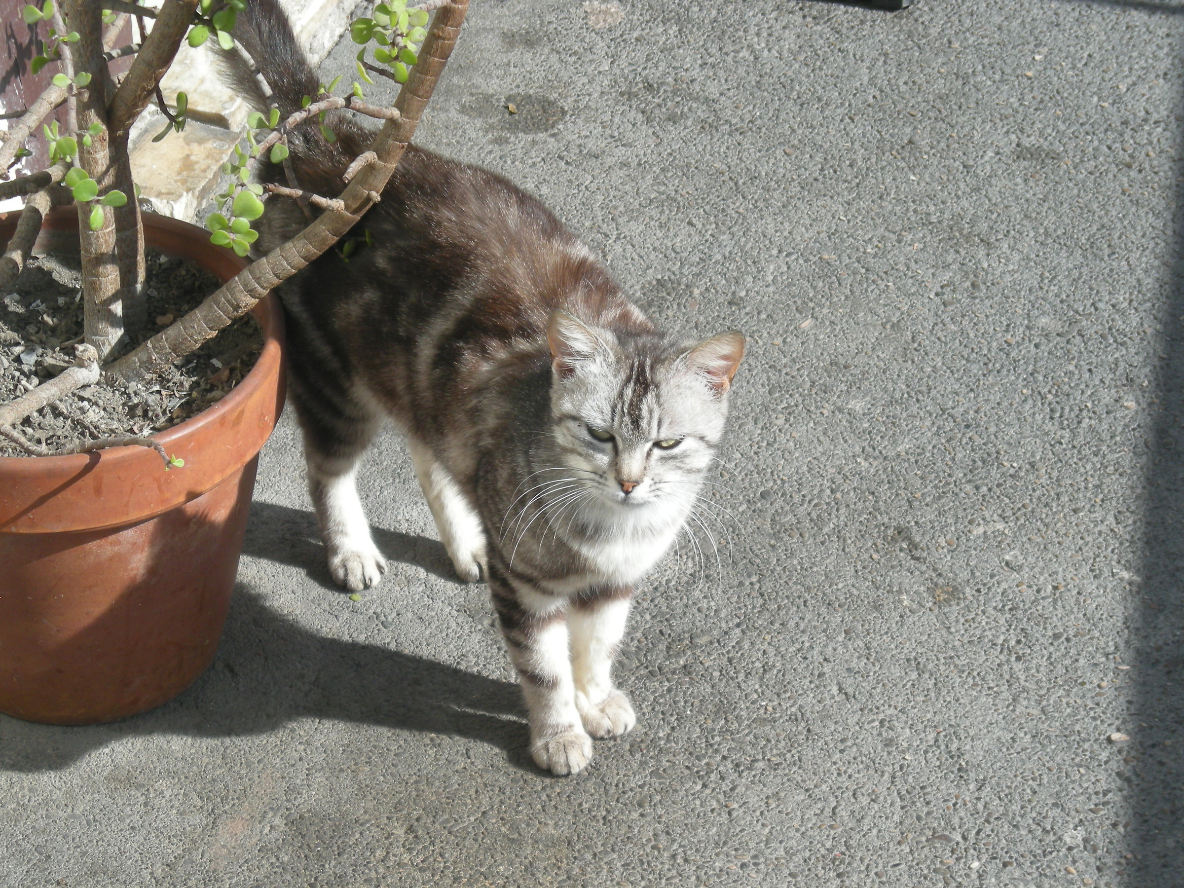 Ciccina looking for pampering