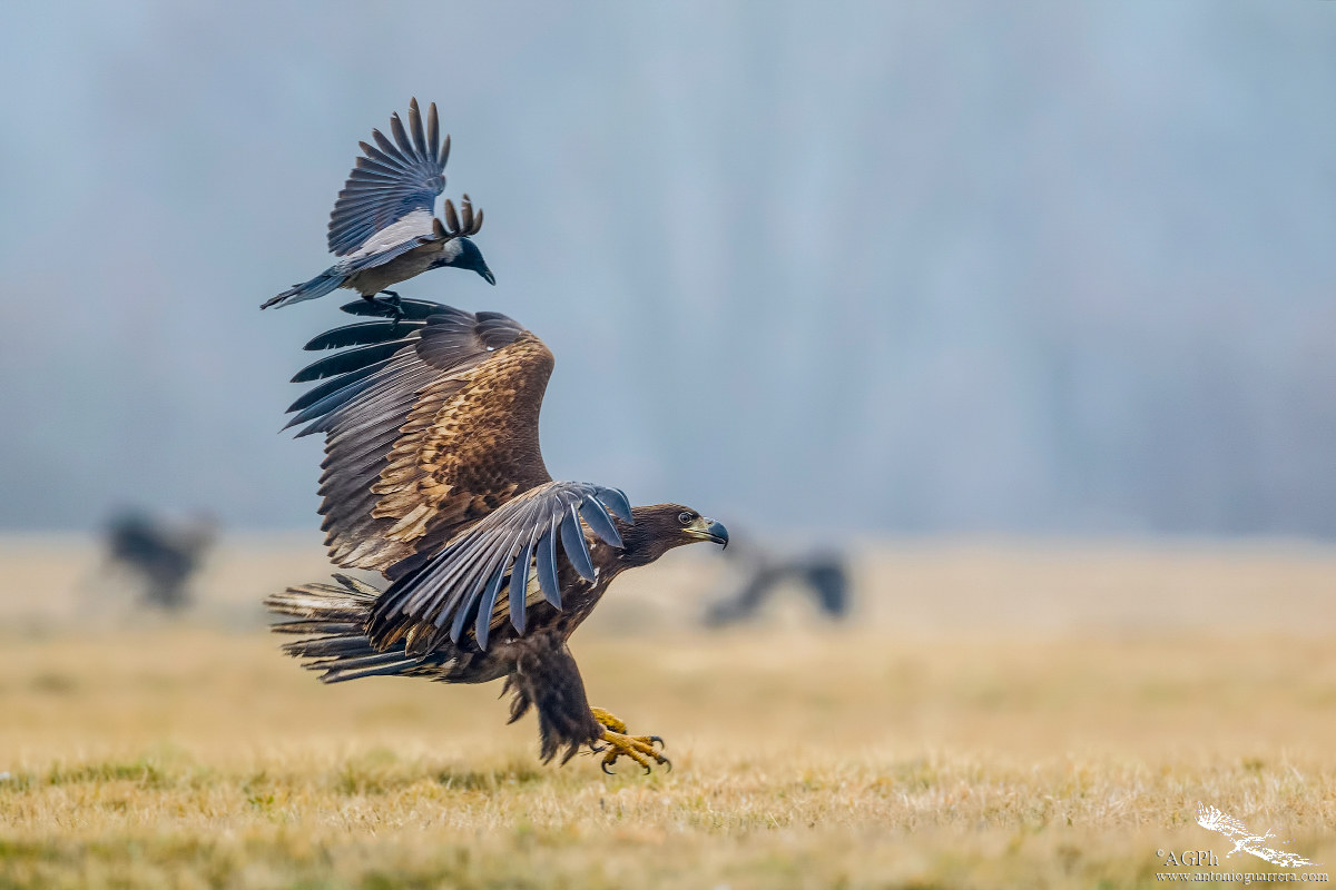 Davide e Golia (Aquila di mare)