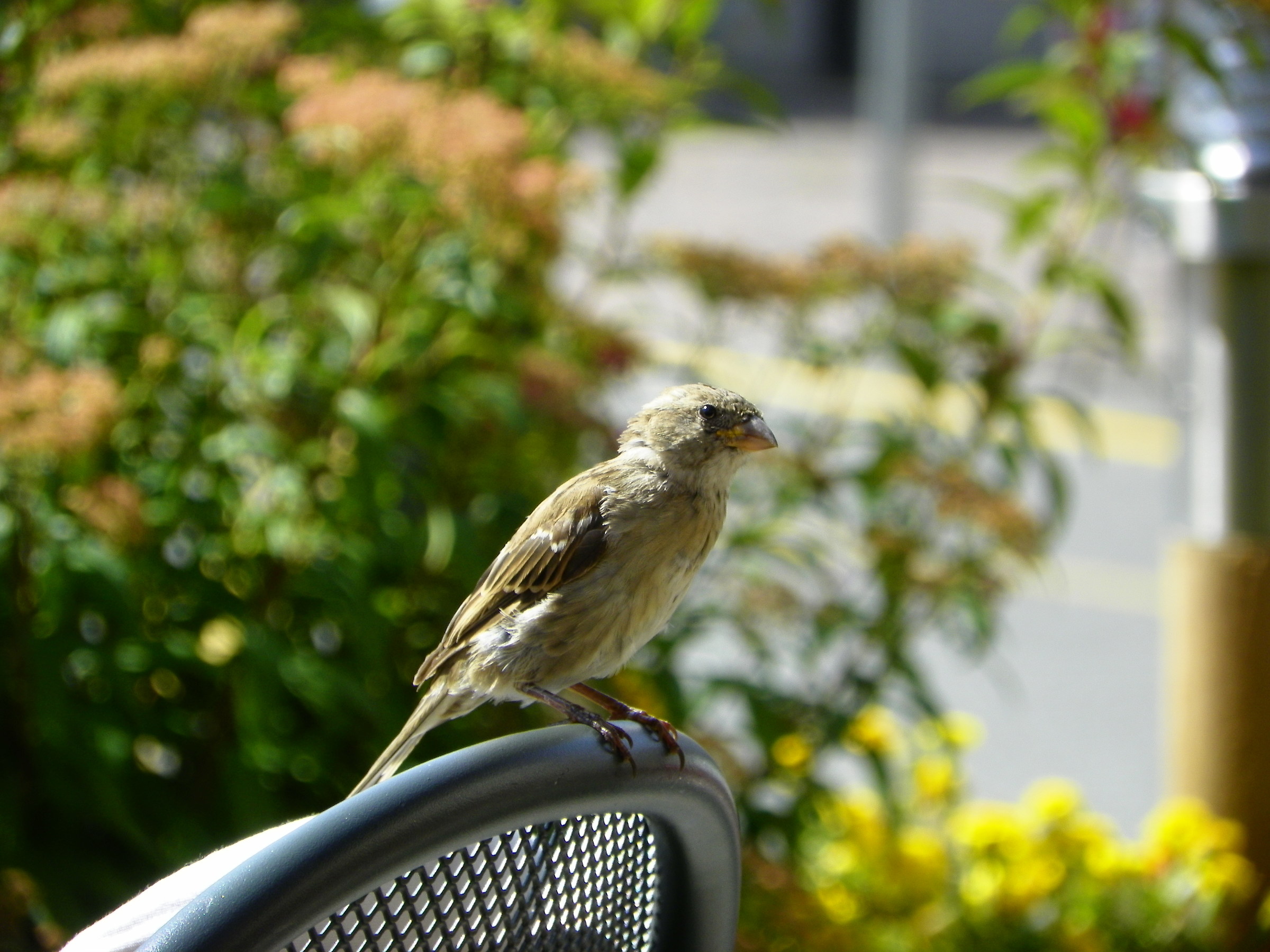 Sparrow does not go away