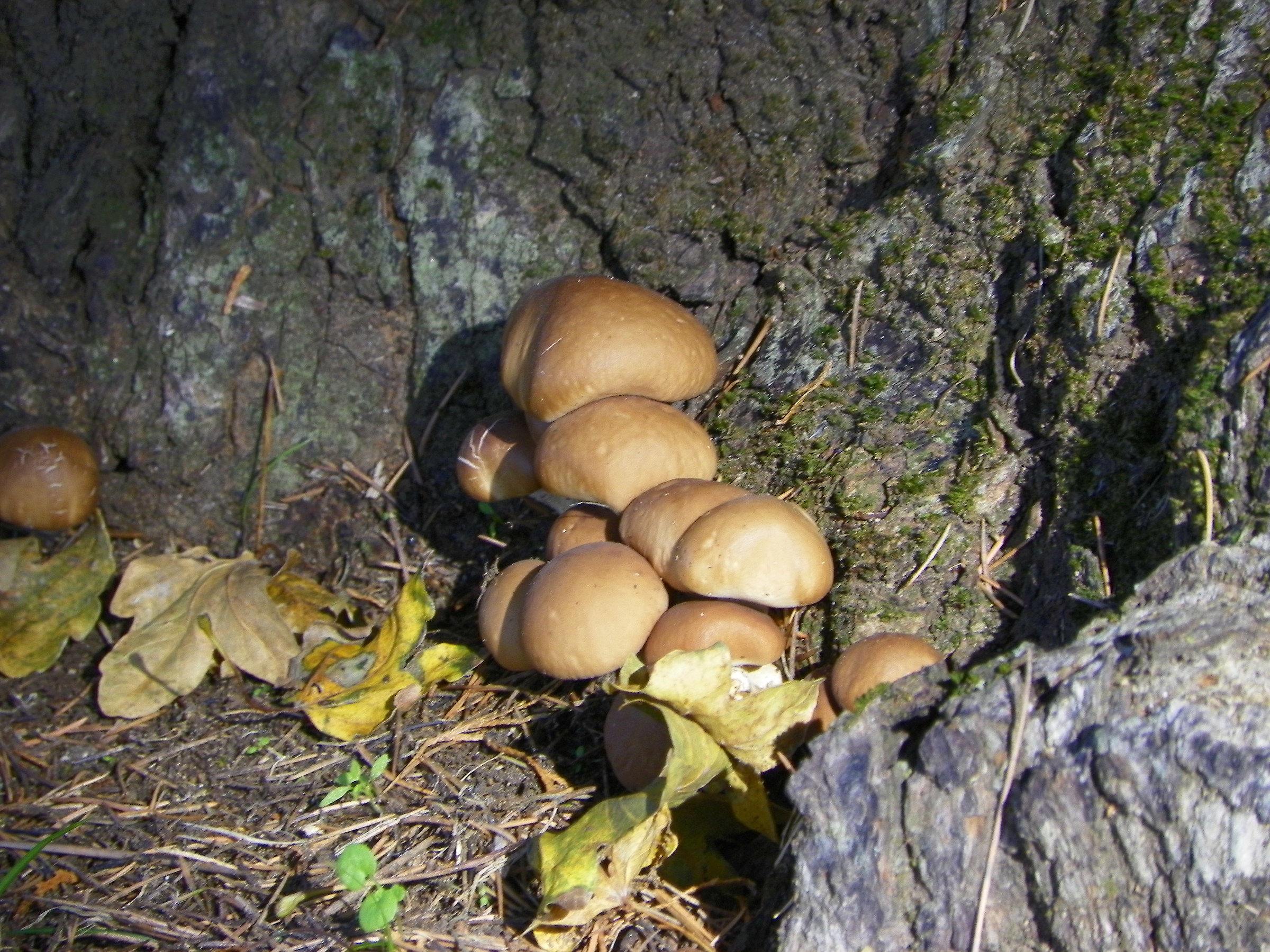 They will be good to eat?