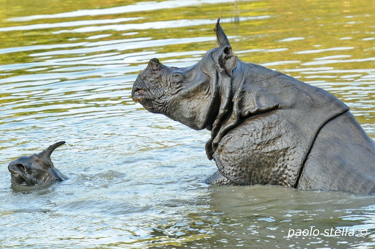 rhinos mating in the river,Chitwan National Park