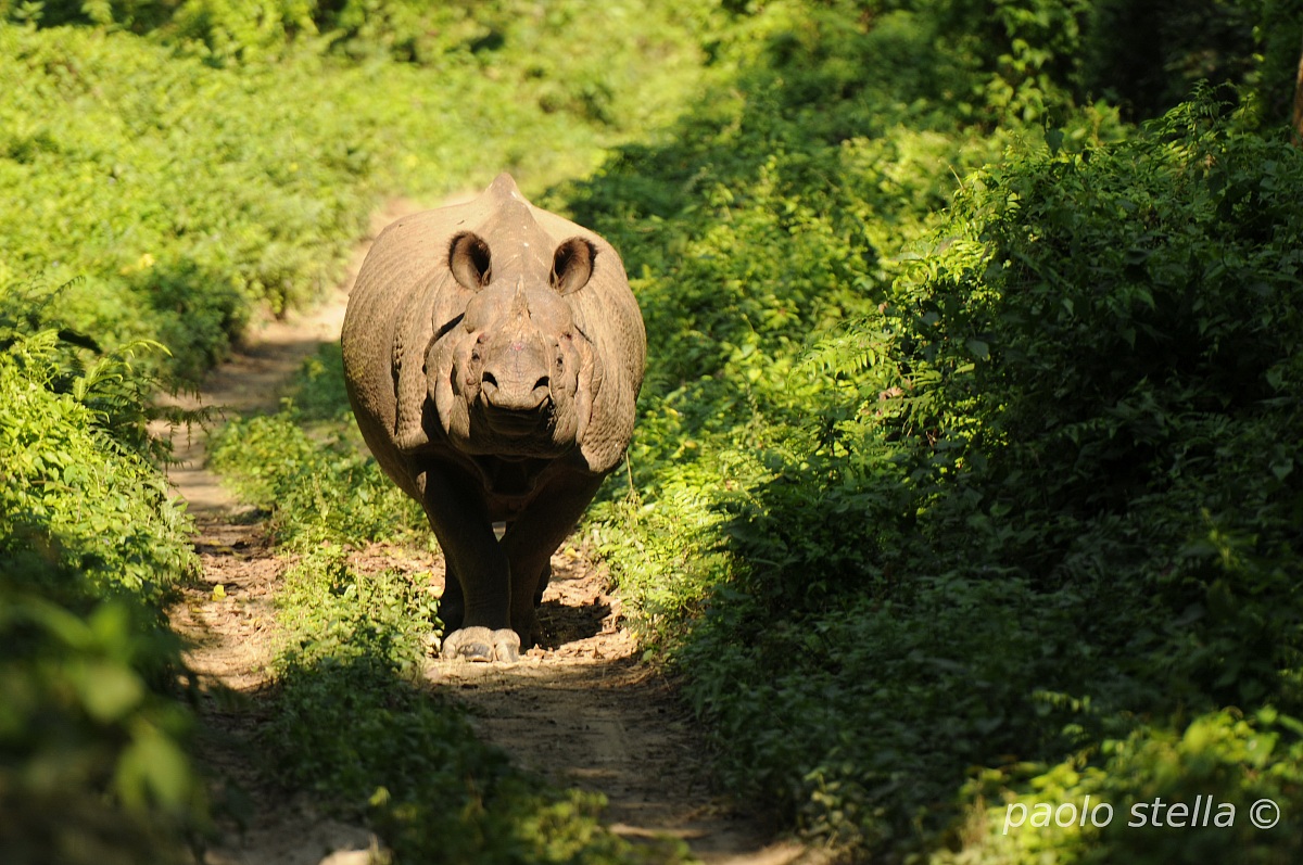 Indian Rhino, Chitwan National Park