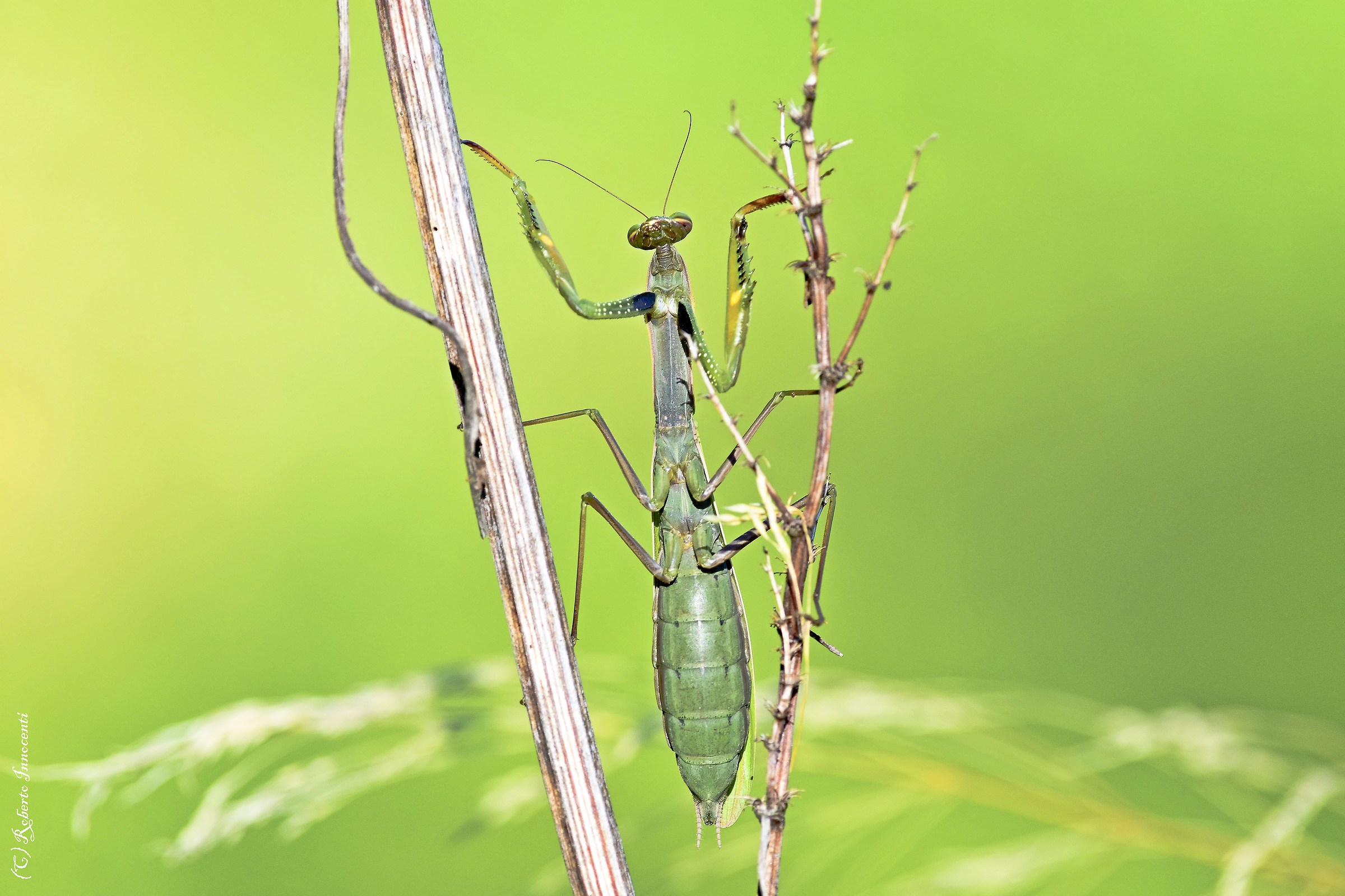 Mantis religiosa.