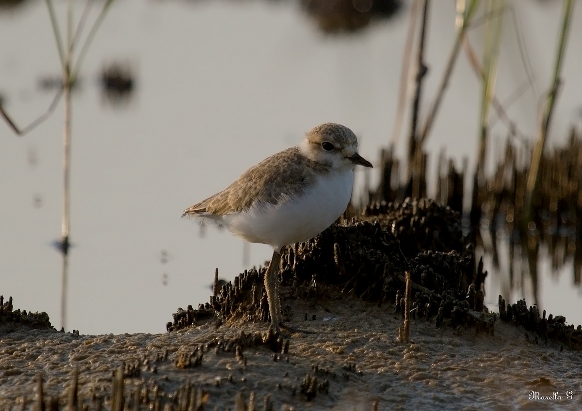 passeggiata all'alba...