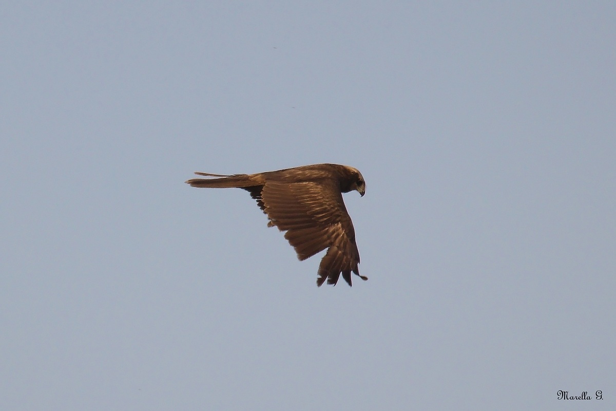 Marsh Harrier female