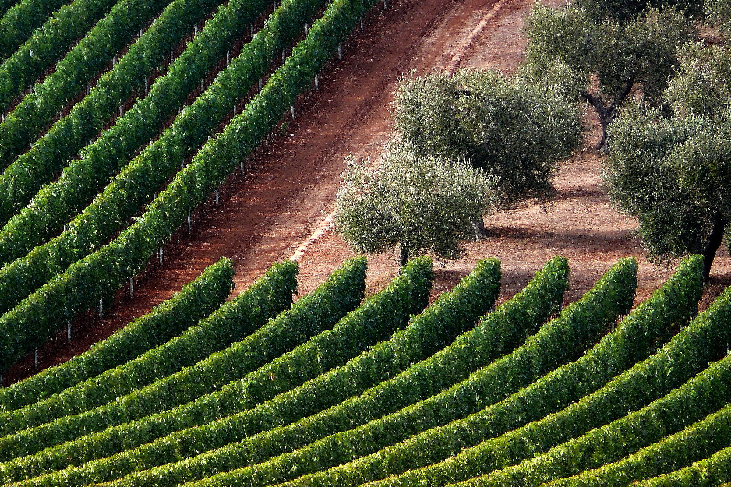 Viti e Olivi in Maremma