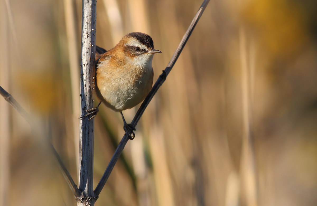 moustached warbler