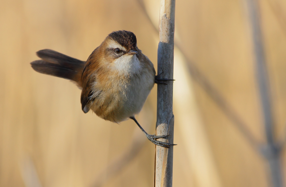 Moustached warbler