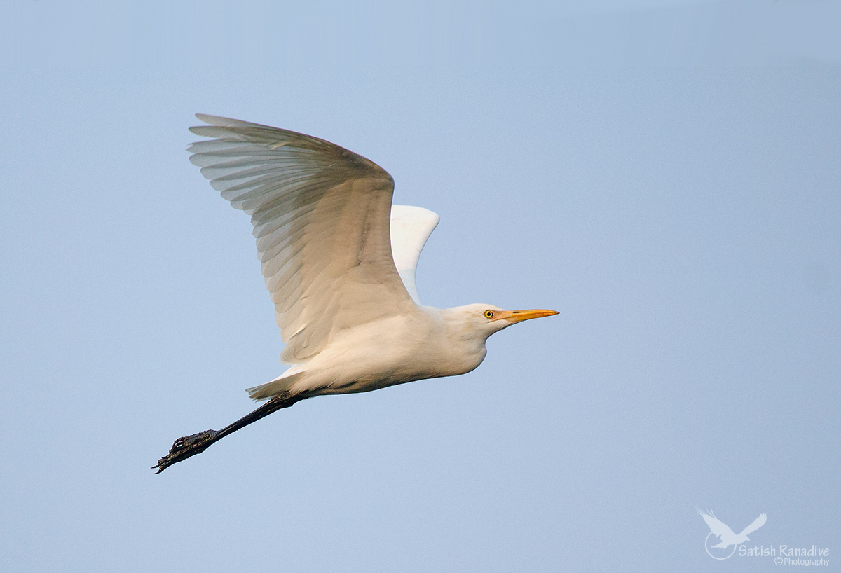 Egret in flight.
