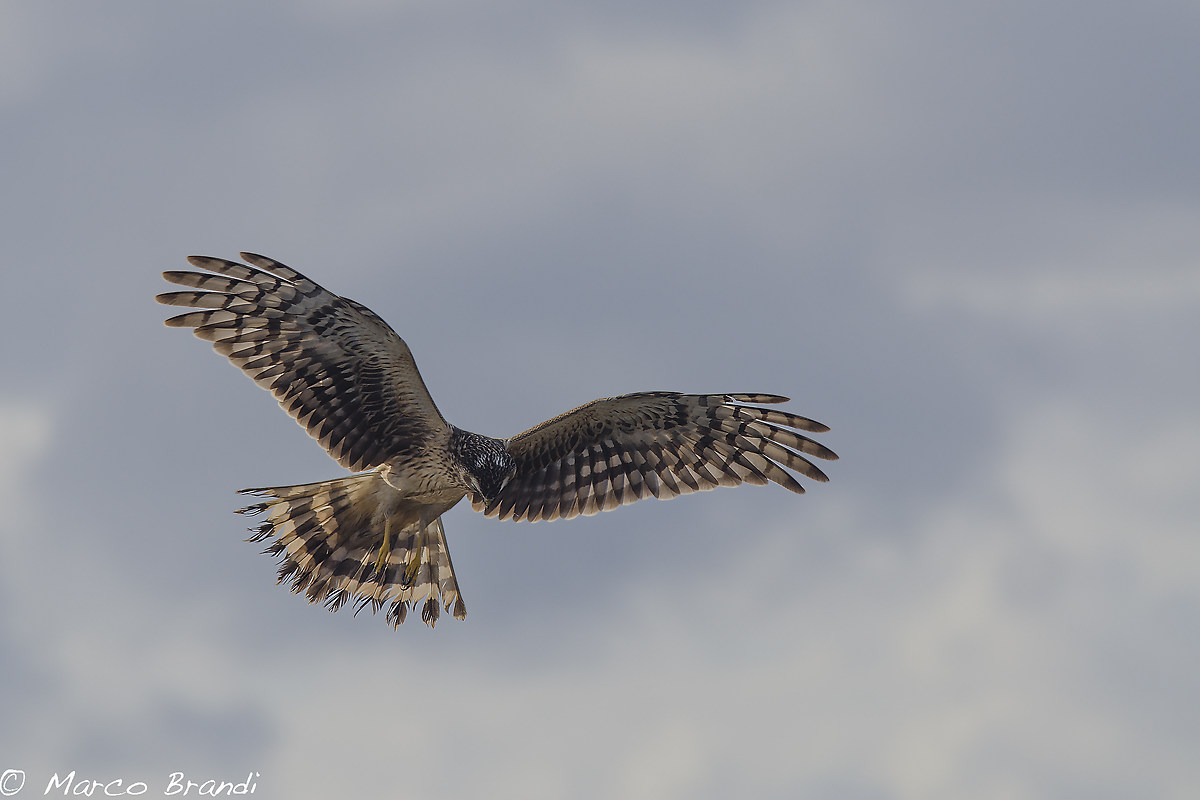 'Spirito santo' Albanella reale femmina