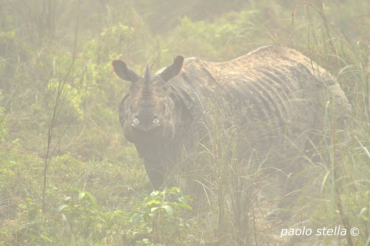 Rhino in the fog,Chitwan National Park