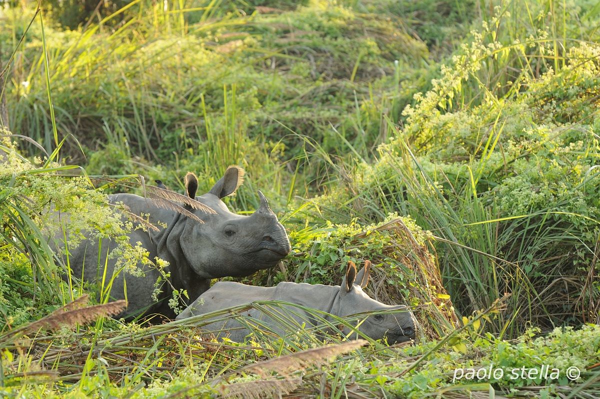 mom and cub, Chitwan National Park
