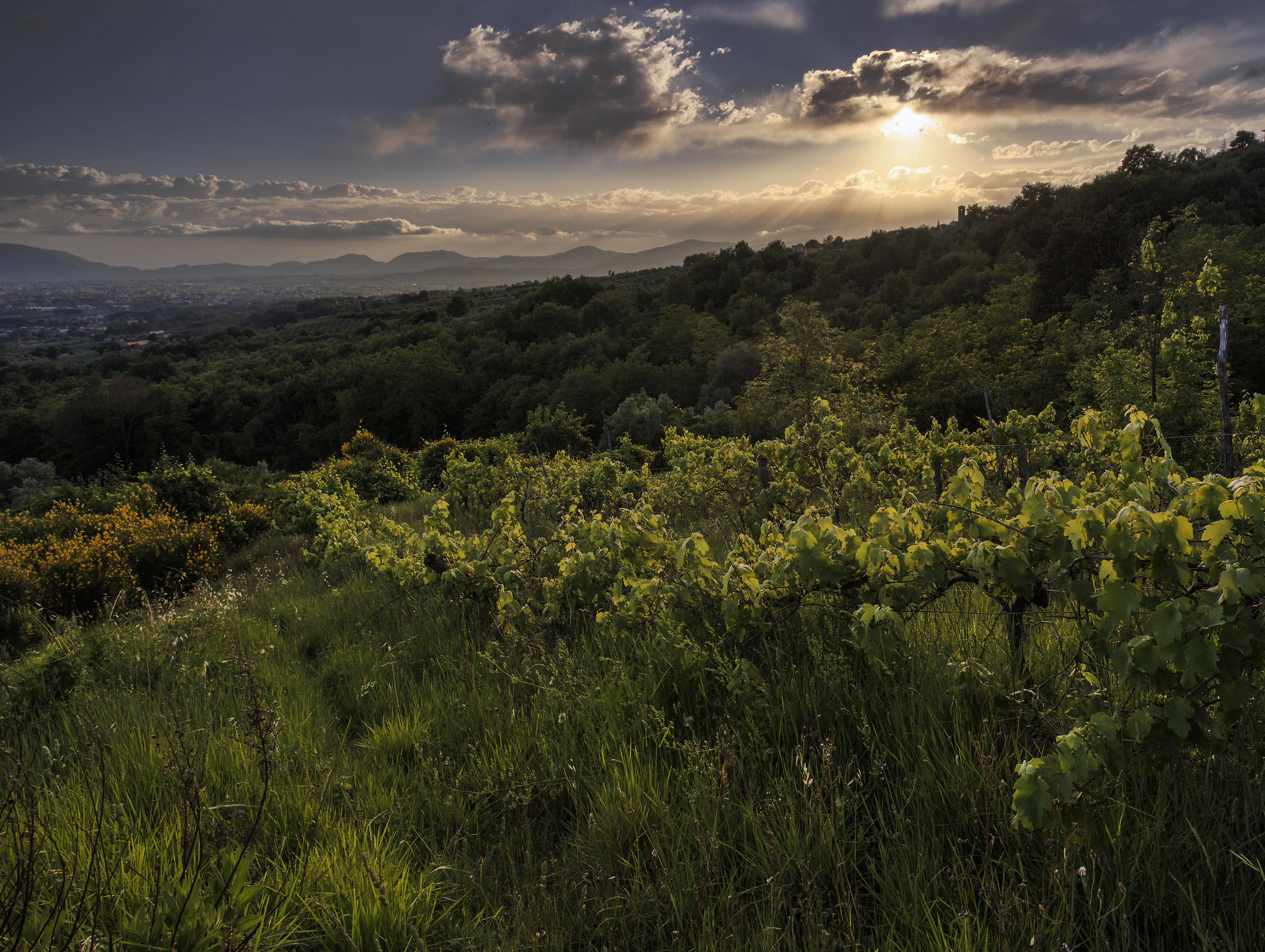 The ancient vineyard