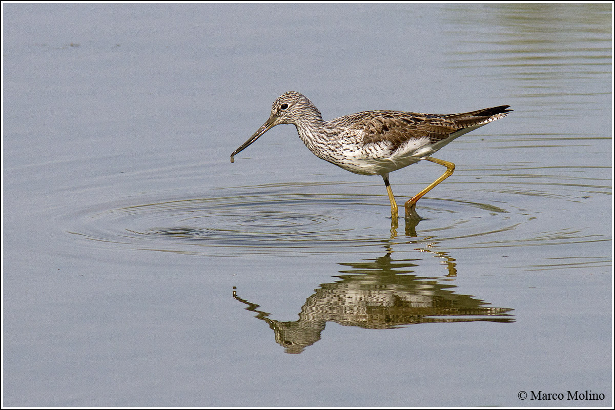 Tringa nebularia - Pantana comune