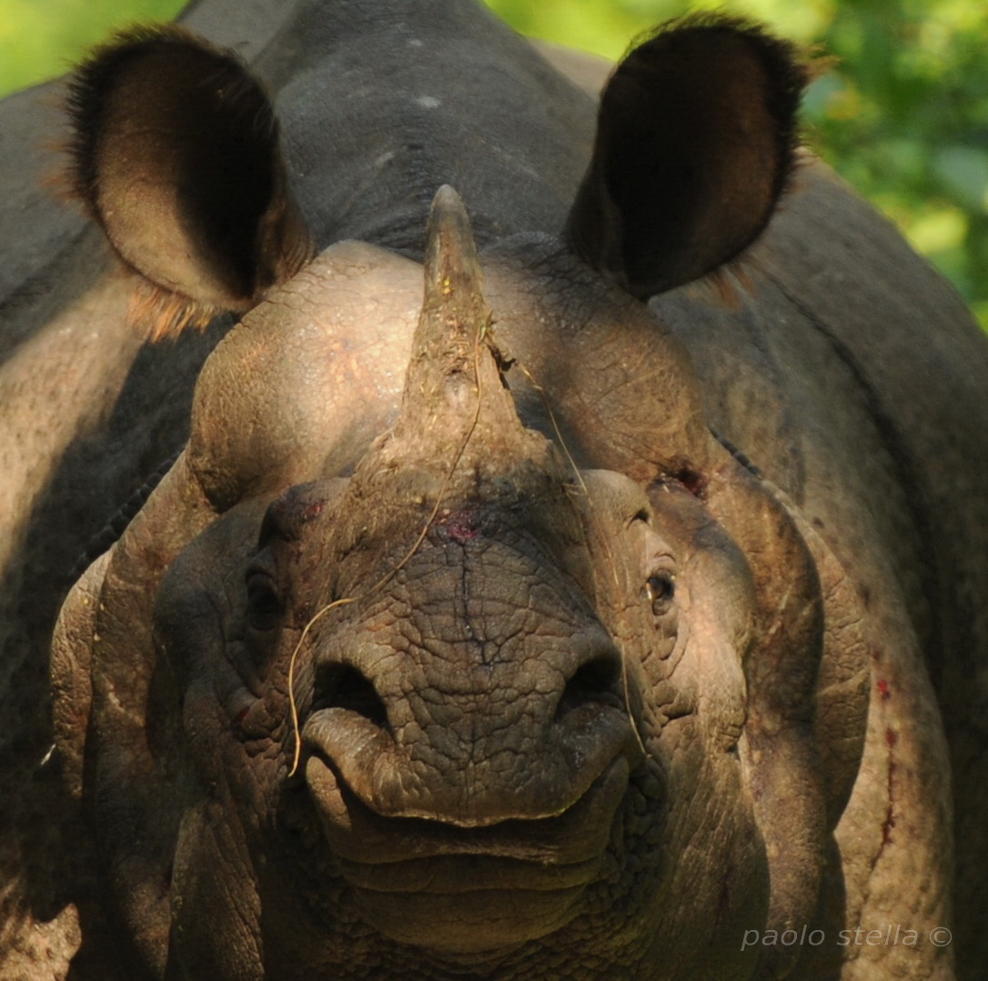 so close ...... so big ..... Chitwan National Park