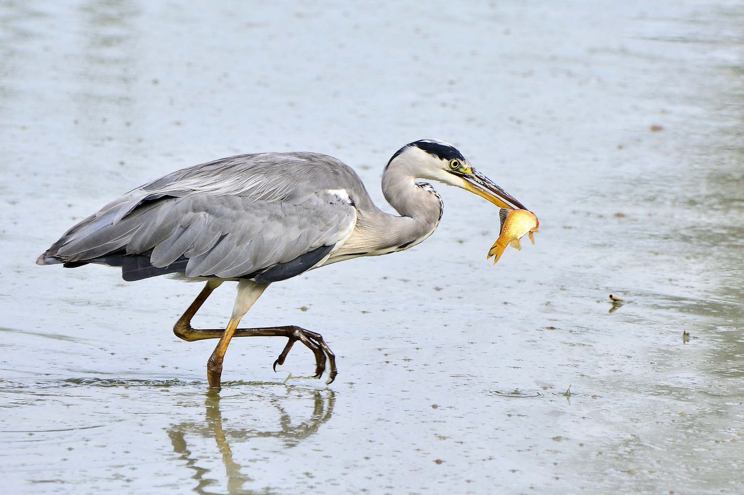 Grey Heron with prey