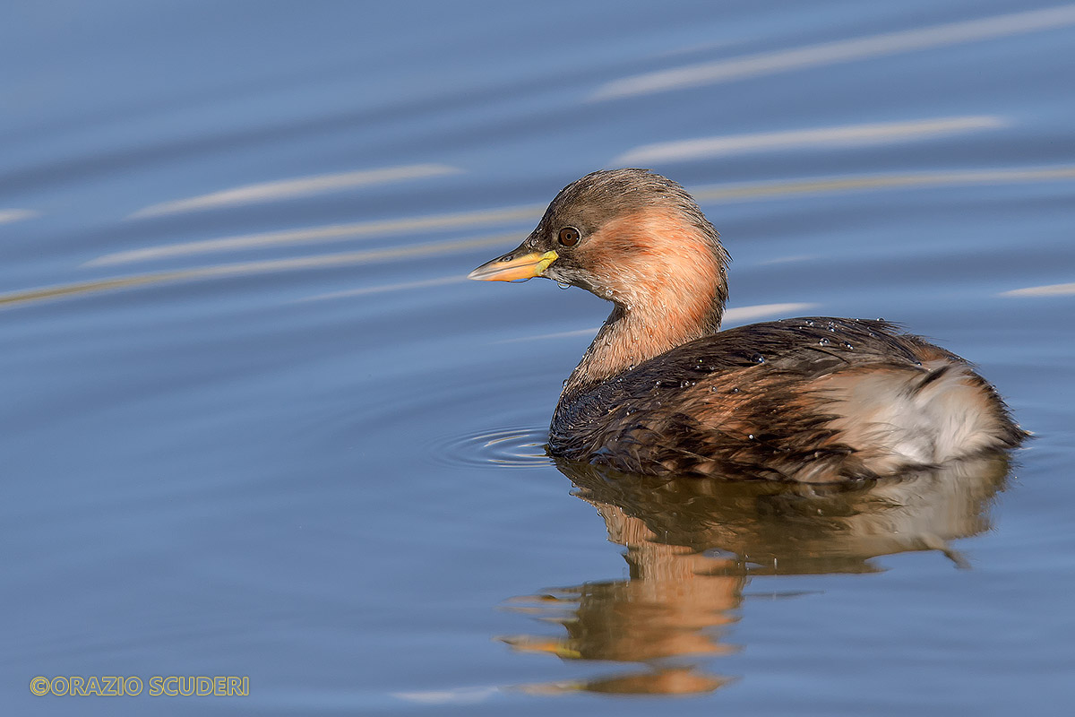 Tachybaptus ruficollis