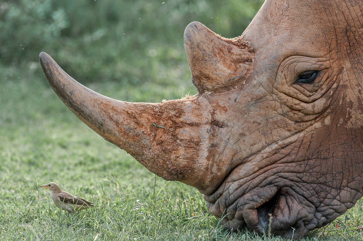 rinoceronte