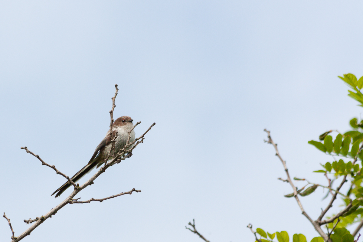 Long-tailed Tit