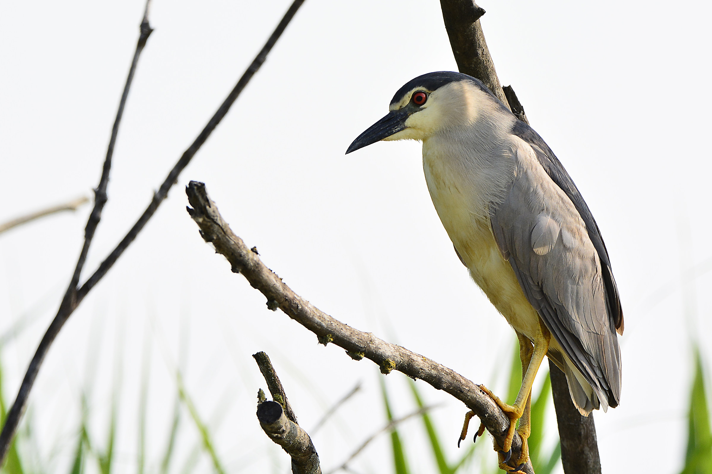 Night Heron adult