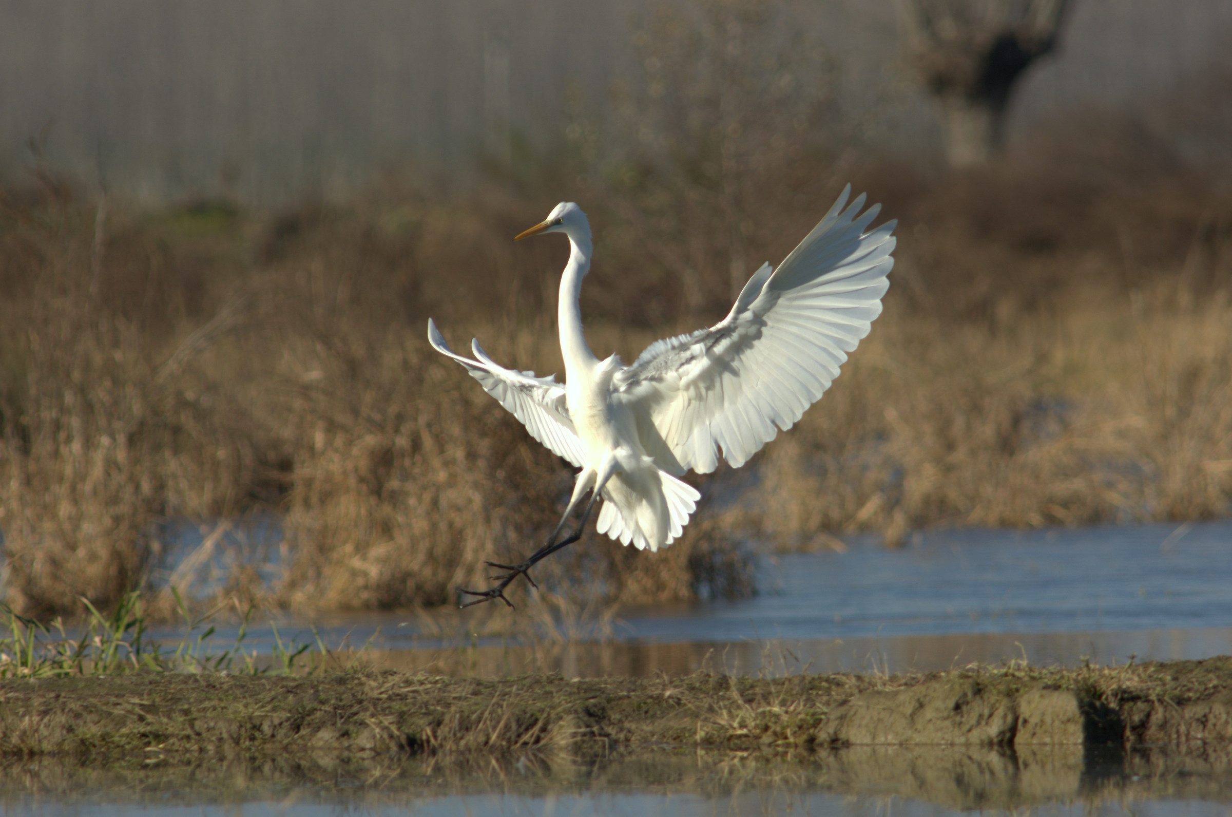 Airone bianco maggiore