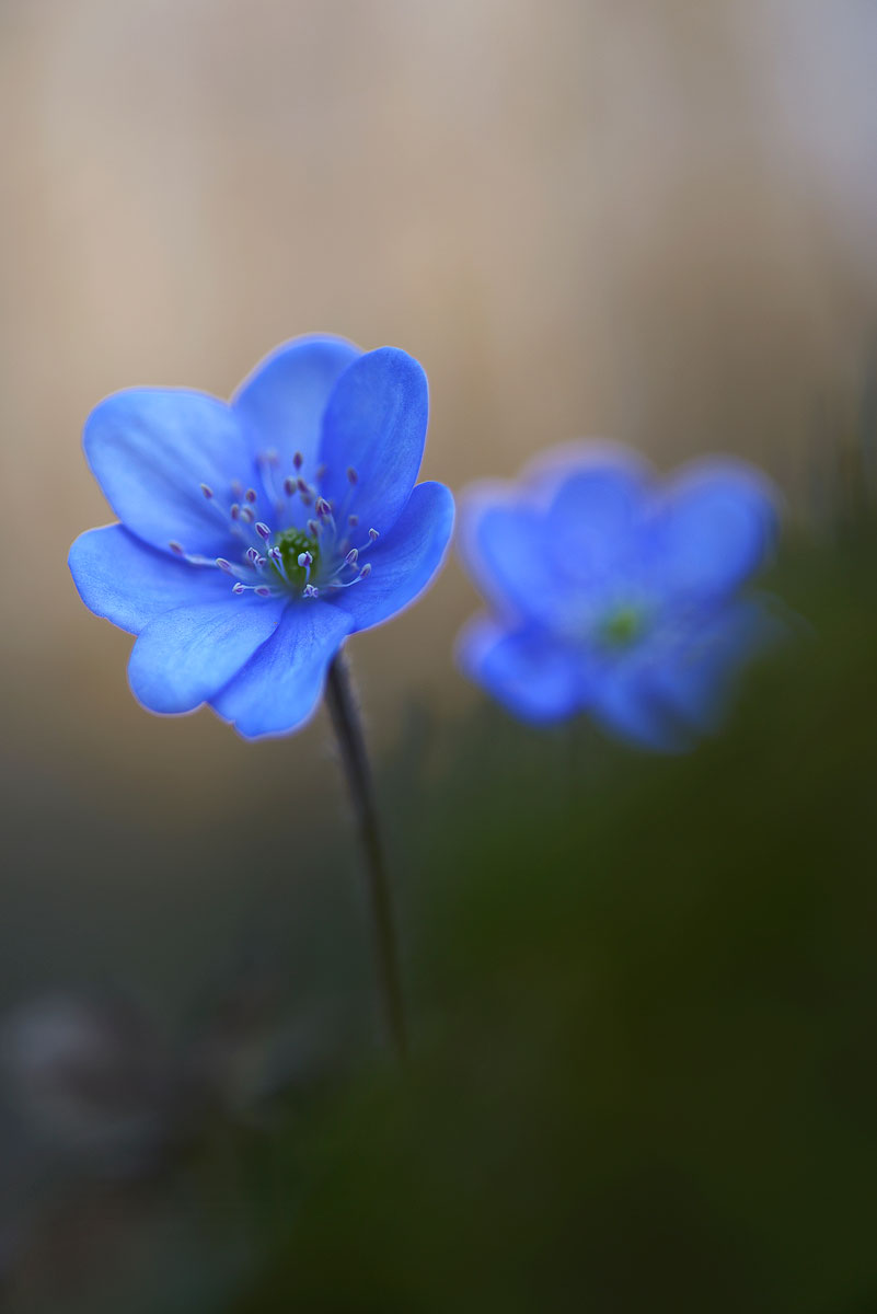 Hepatica Nobilis.