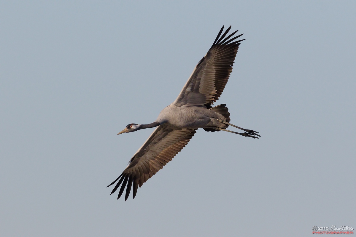 Cranes (Grus grus)