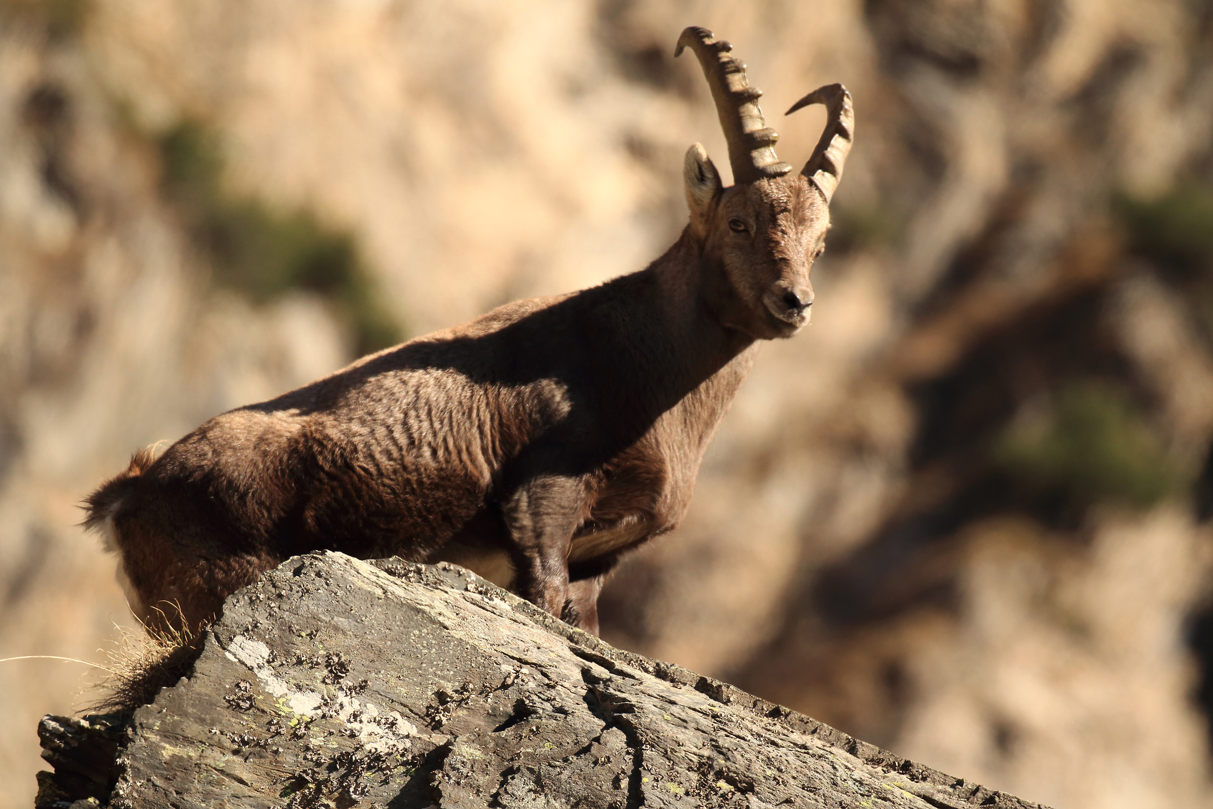 stambecco - alta val Seriana -