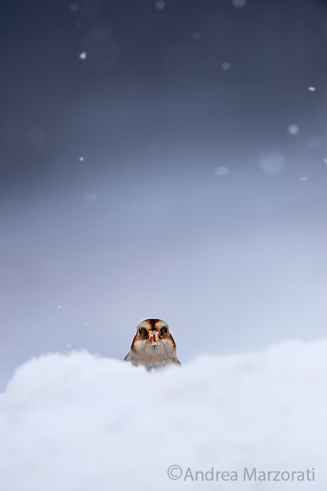 Snow bunting