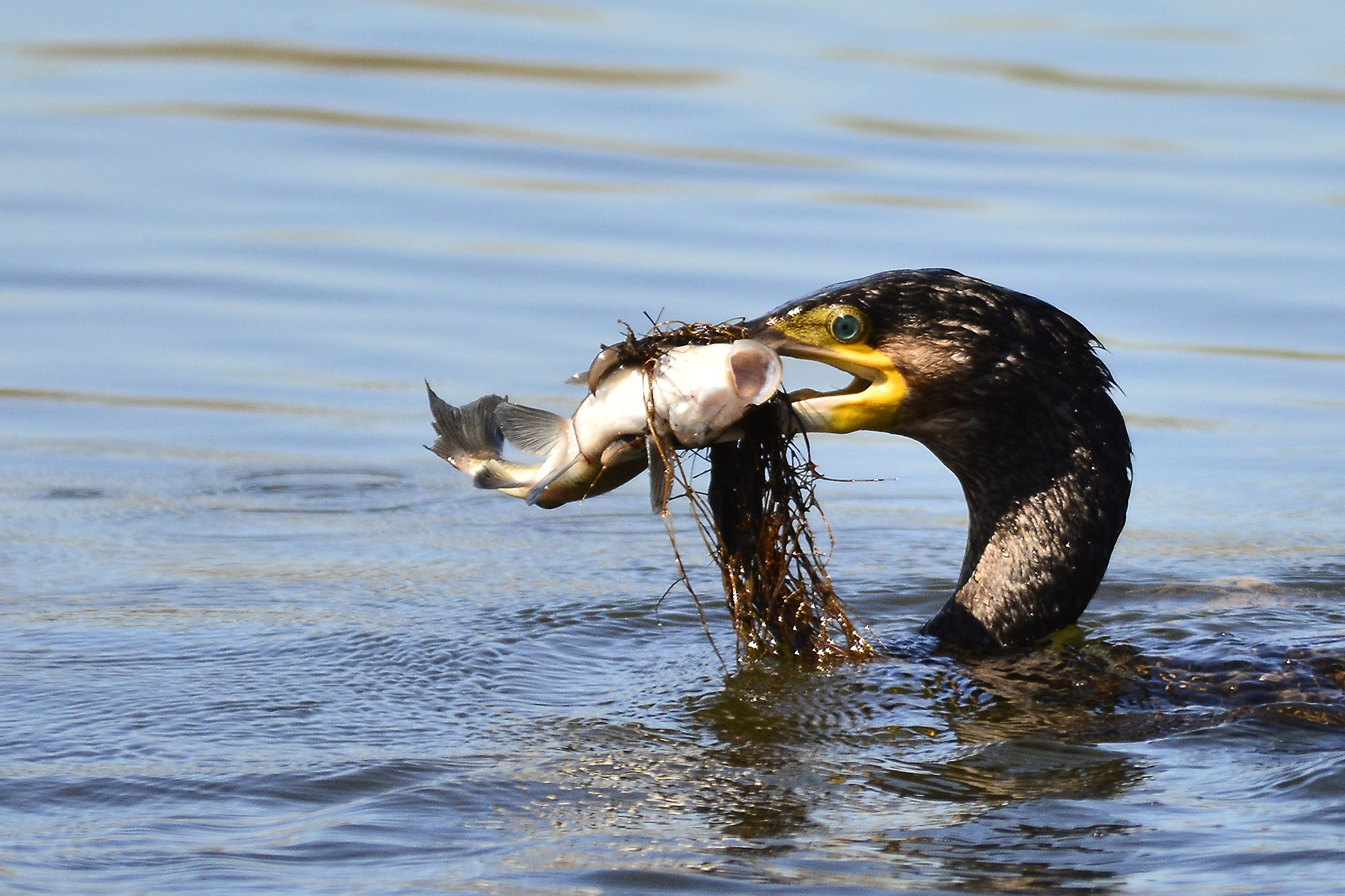 Lunch Cormorant