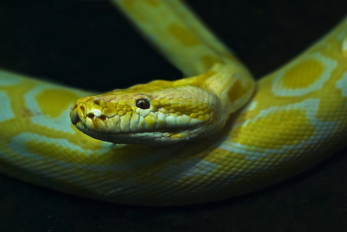 Albino Burmese python