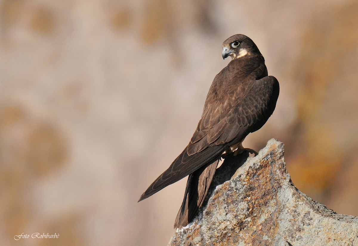 Un falco in frac....