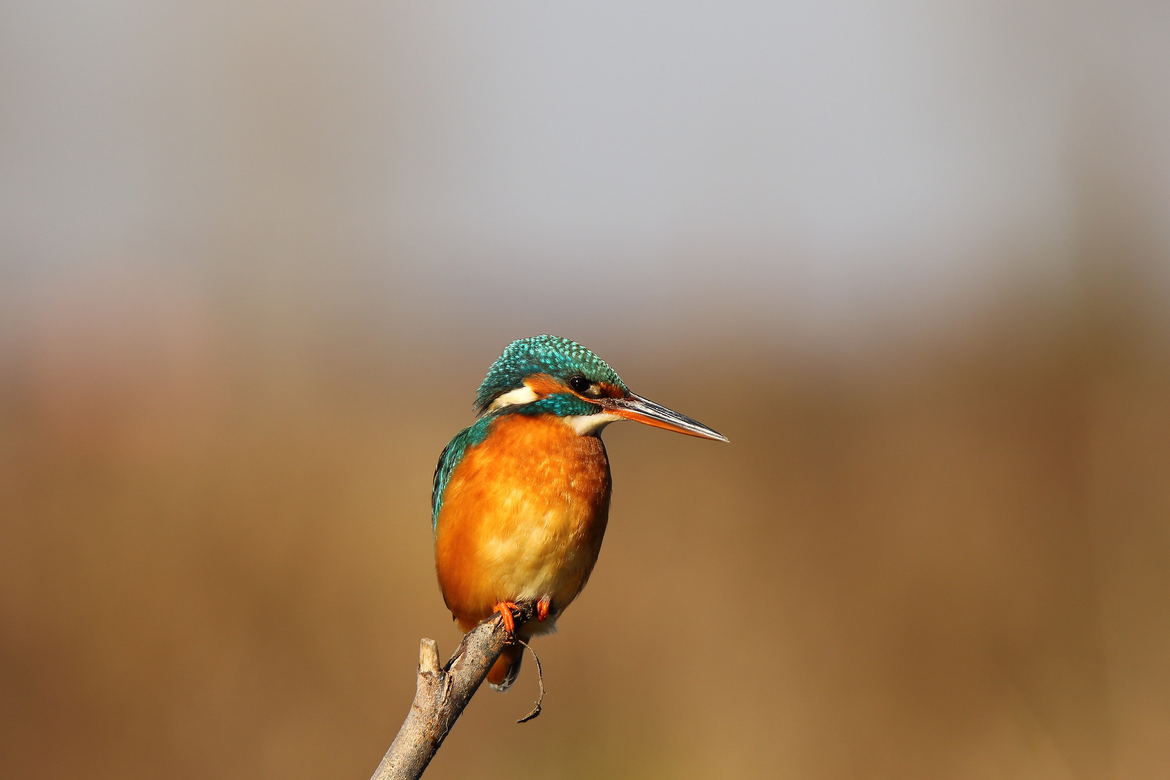 Primo martino con 7dii