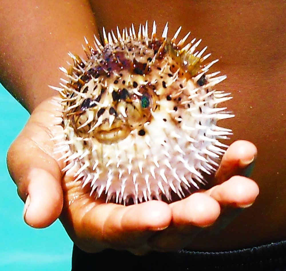 Cape Verde ball caught out with your hands