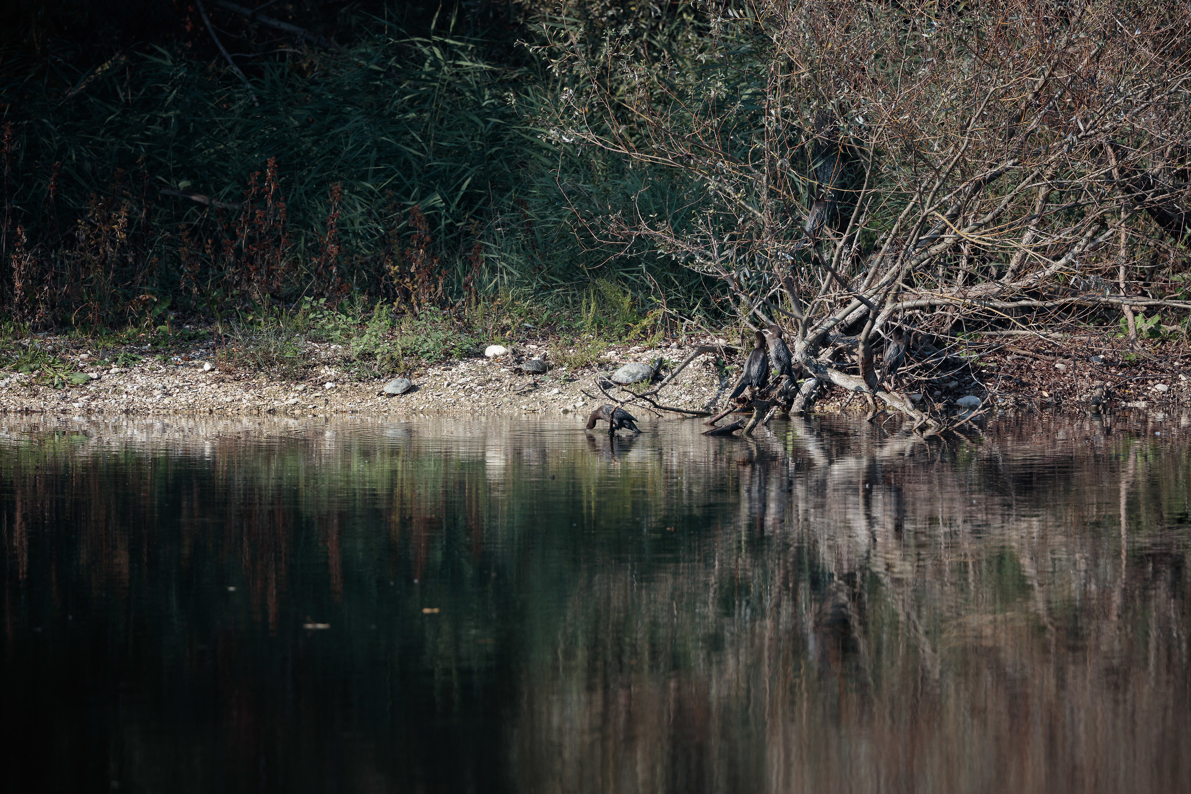 Canon 5Dsr+500ISII+1.4XIII