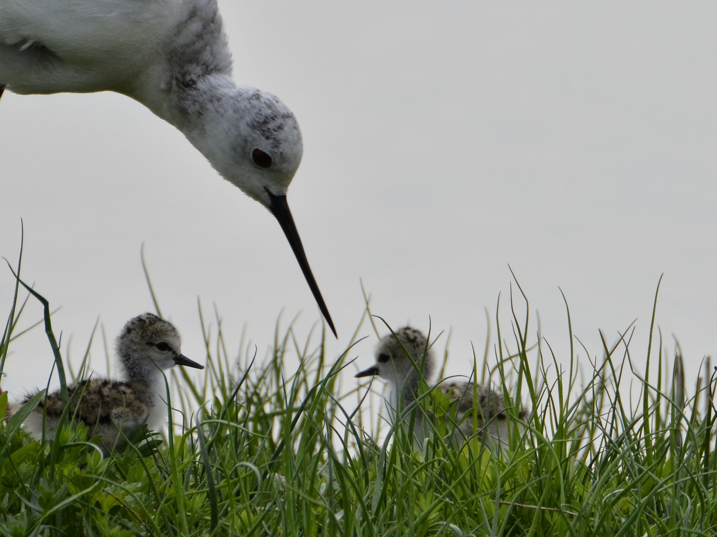 Cavaliere con pulcini