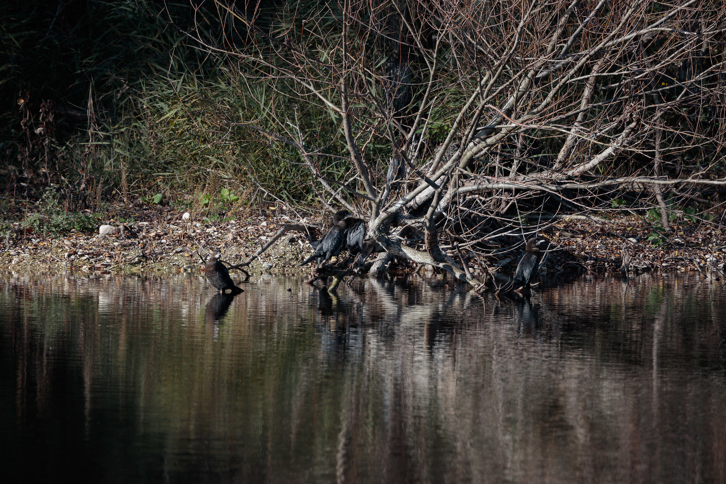 Canon 5Dsr+500ISII+2XIII