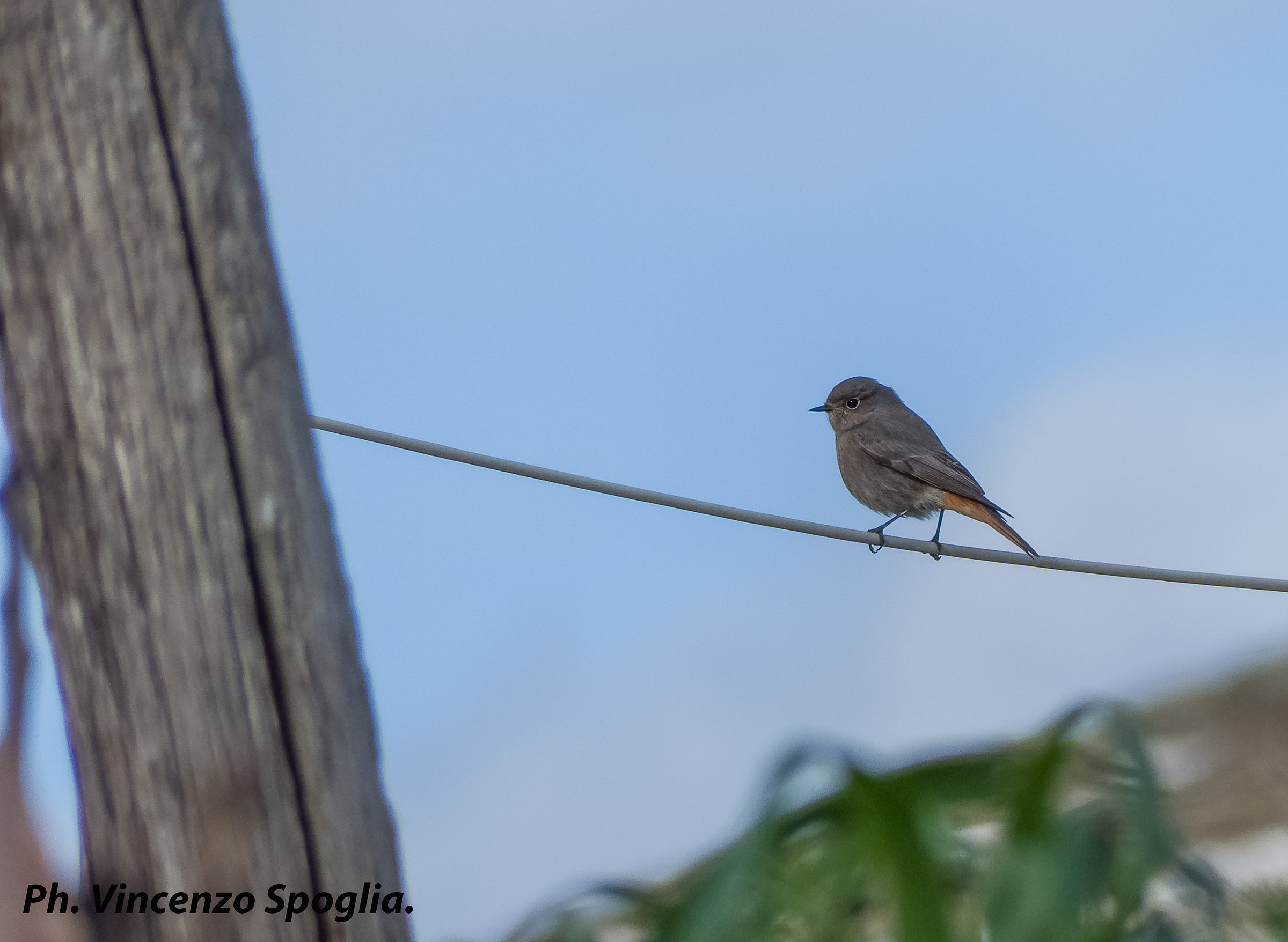 Chimney sweep Redstart