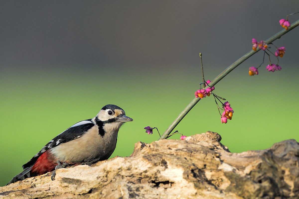 Picchio rosso ...600 fl....