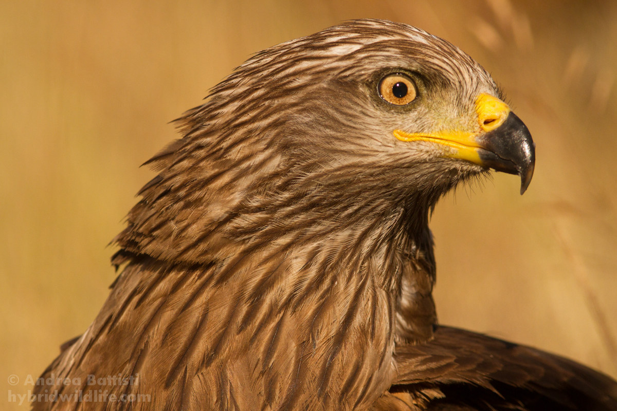 Nibbio bruno - Ritratto